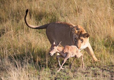 Into the Wild: A Soul Stirring Journey Through the Maasai Mara