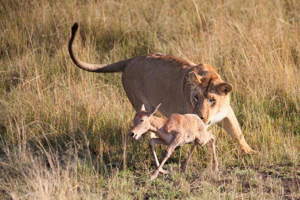 Classic Maasai Mara Safari