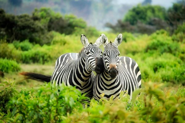 Culture & Wilderness Safari