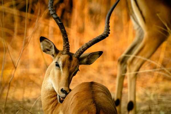 10 Days of Wild Kenya Safari