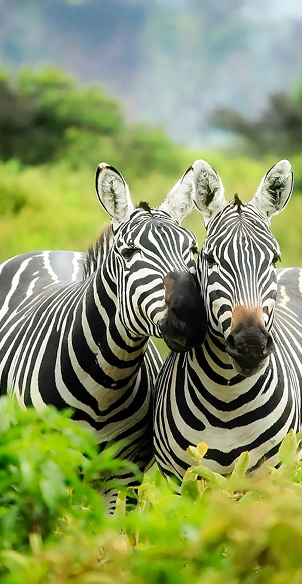 Amboseli