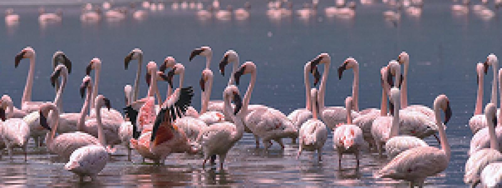 Nakuru