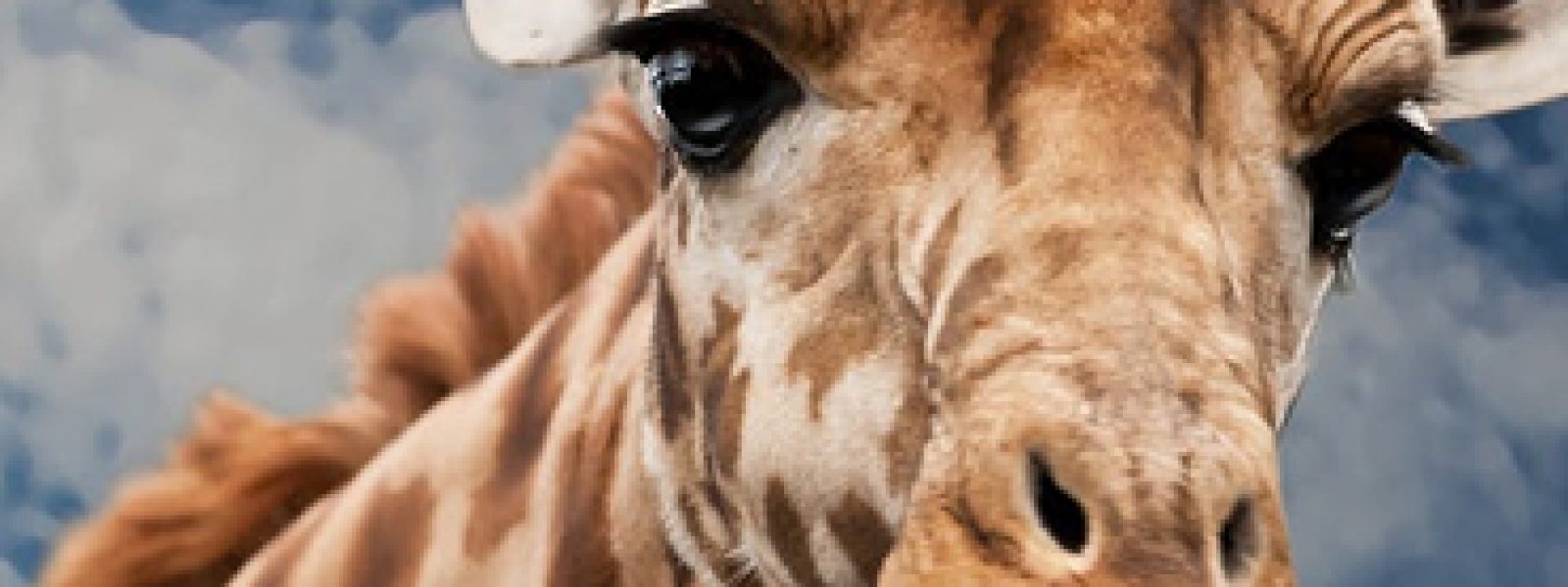 Tsavo West