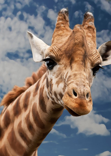 Tsavo West