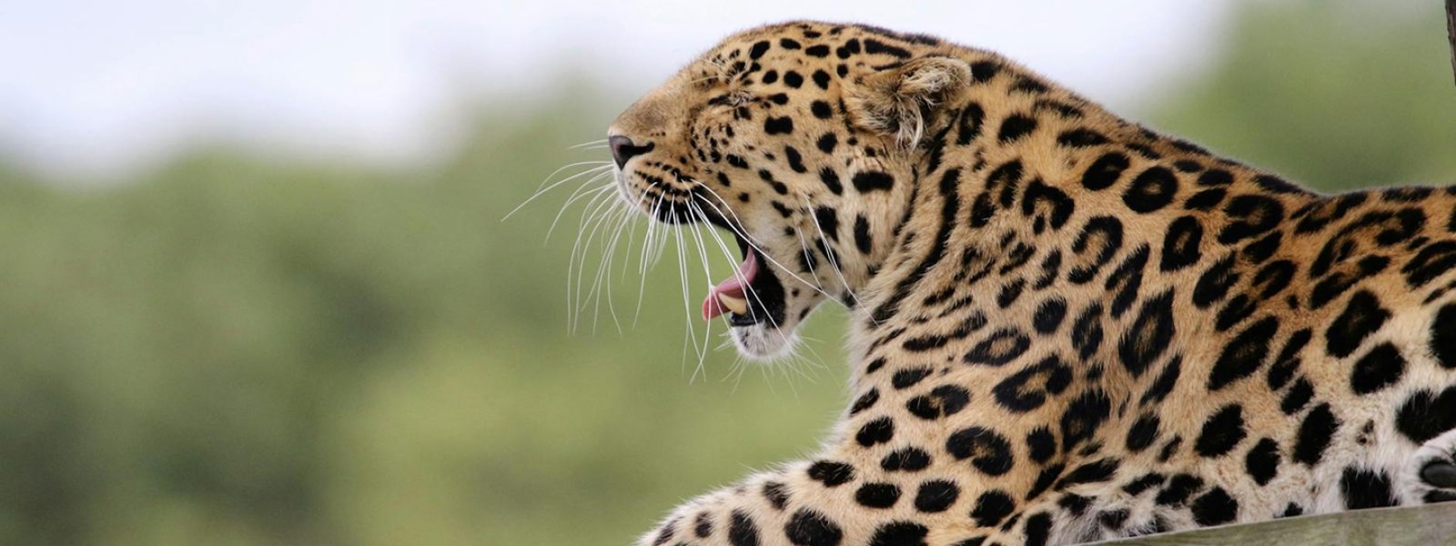 Tsavo East