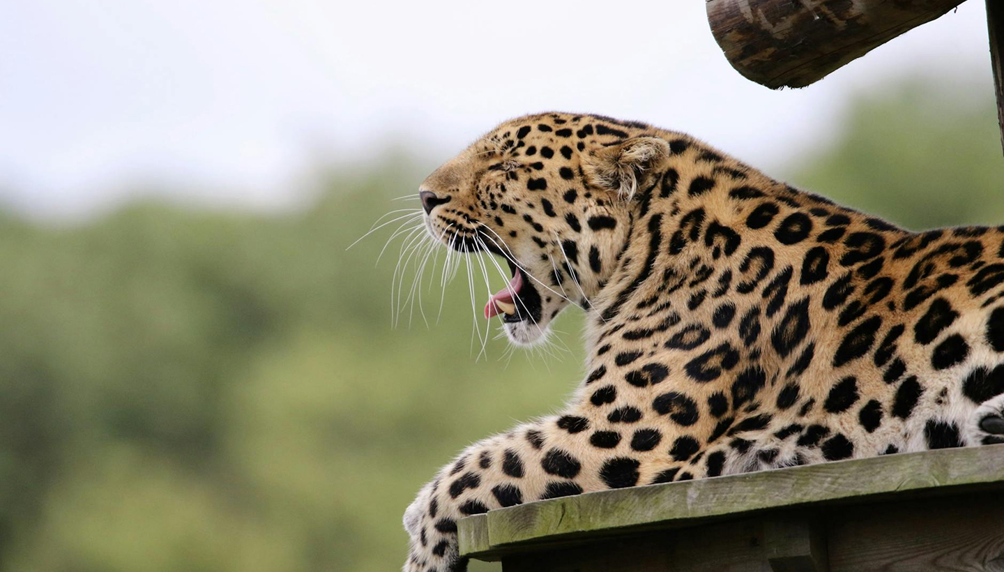 Tsavo East