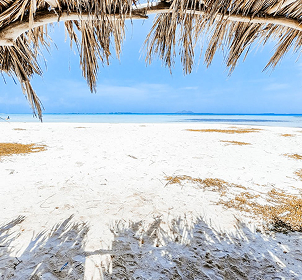 Diani