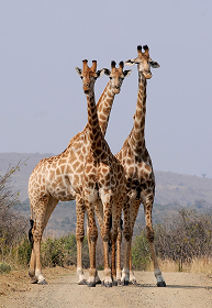 Wild & Adventure Tours