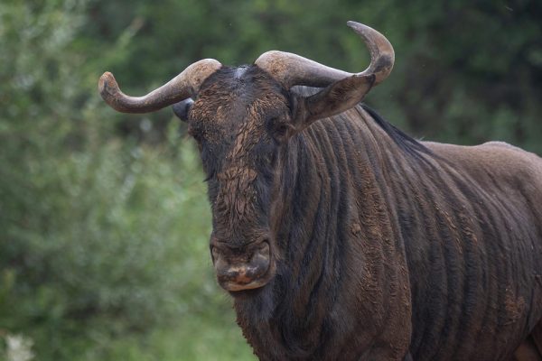 Kenya Safaris: Where Adventure Begins