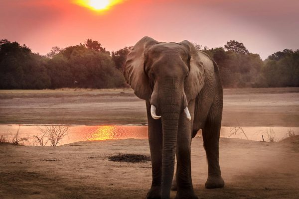 6 DAYS AMBOSELI , ABERDARES, LAKE NAKURU & MASAI MARA SAFARI