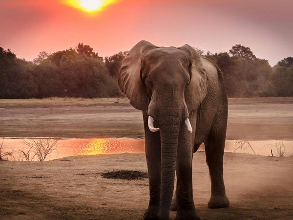 6 DAYS AMBOSELI , ABERDARES, LAKE NAKURU & MASAI MARA SAFARI