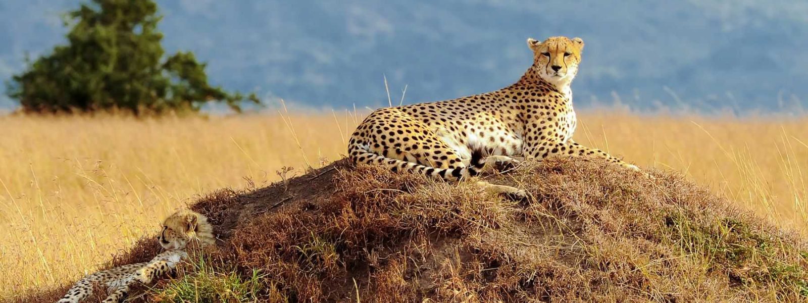 Masai Mara