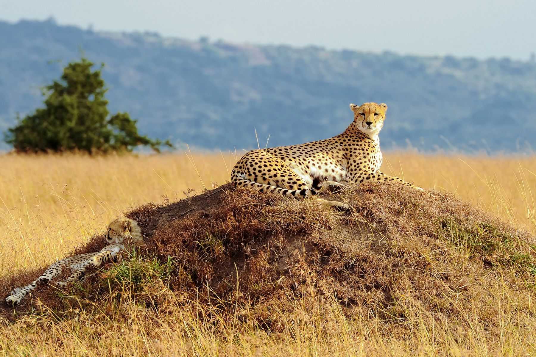 Masai Mara