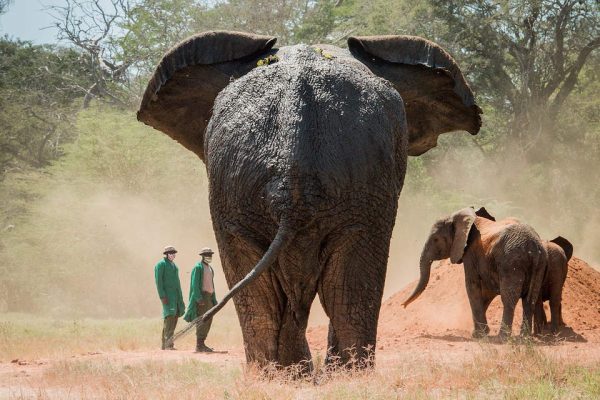 David Sheldrick Elephant Orphanage & the Giraffe Center Nairobi
