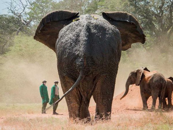 David Sheldrick Elephant Orphanage & the Giraffe Center Nairobi