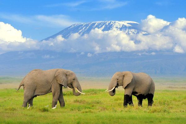 COMBO SAFARIS : 5 DAYS AMBOSELI, LAKE NAIVASHA & MASAI MARA SAFARI