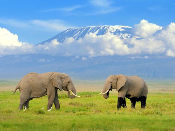 COMBO SAFARIS : 5 DAYS AMBOSELI, LAKE NAIVASHA & MASAI MARA SAFARI
