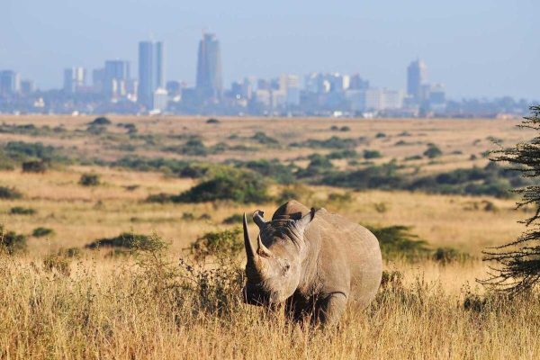 Nairobi city tour: Karen Blixen Museum, Giraffe center & Bomas of Kenya