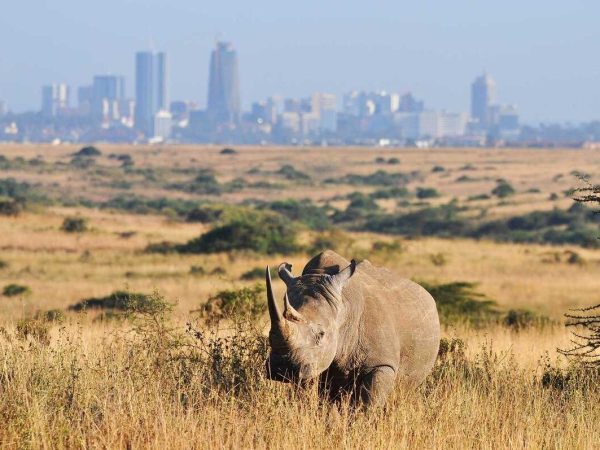 Nairobi city tour: Karen Blixen Museum, Giraffe center & Bomas of Kenya